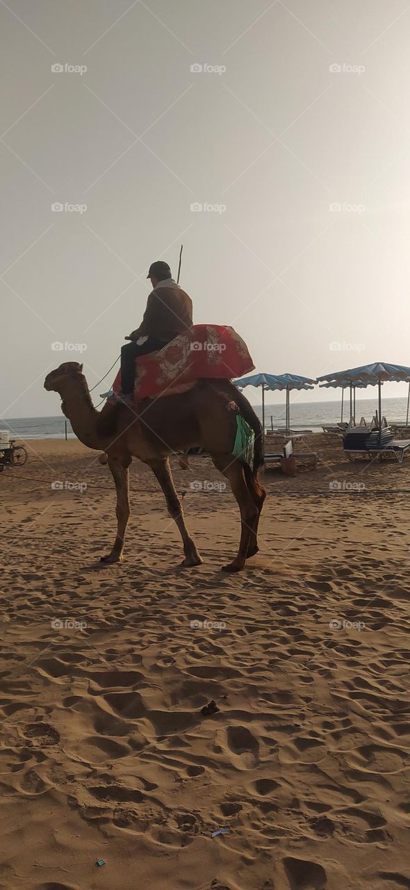 ride camel in the beach