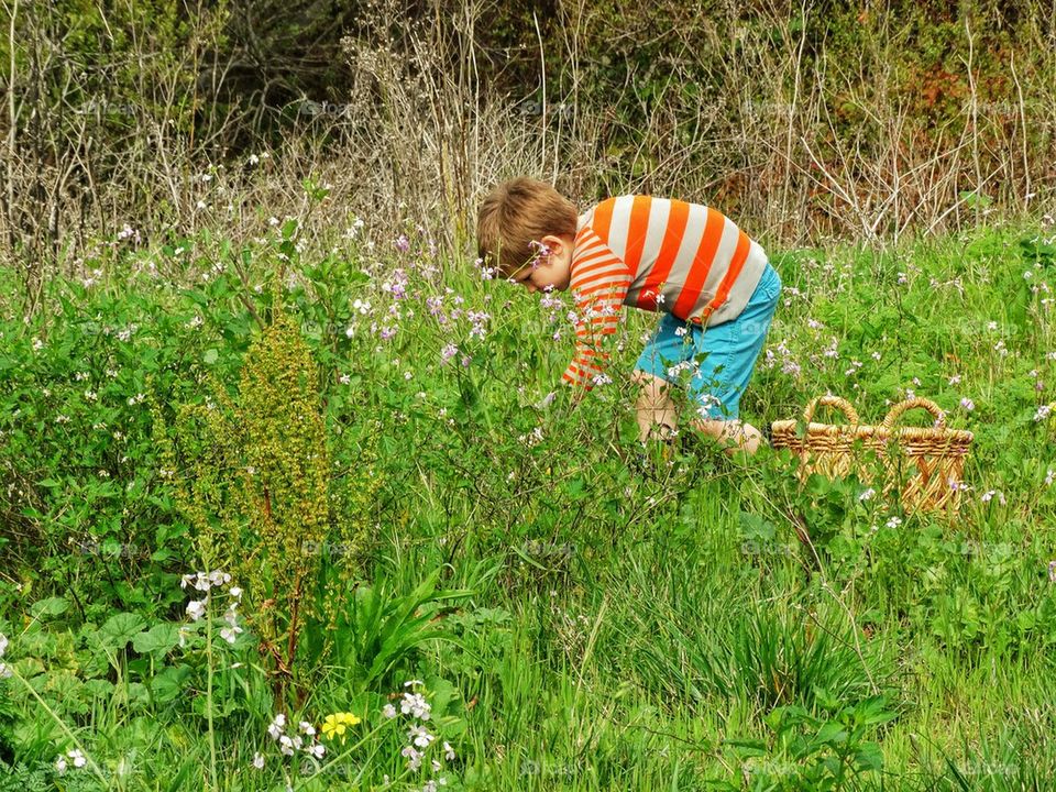 Young Boy Collecting Wildflowers