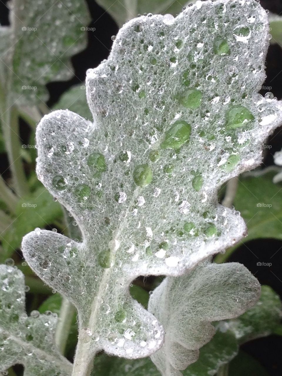 Green plant raindrops