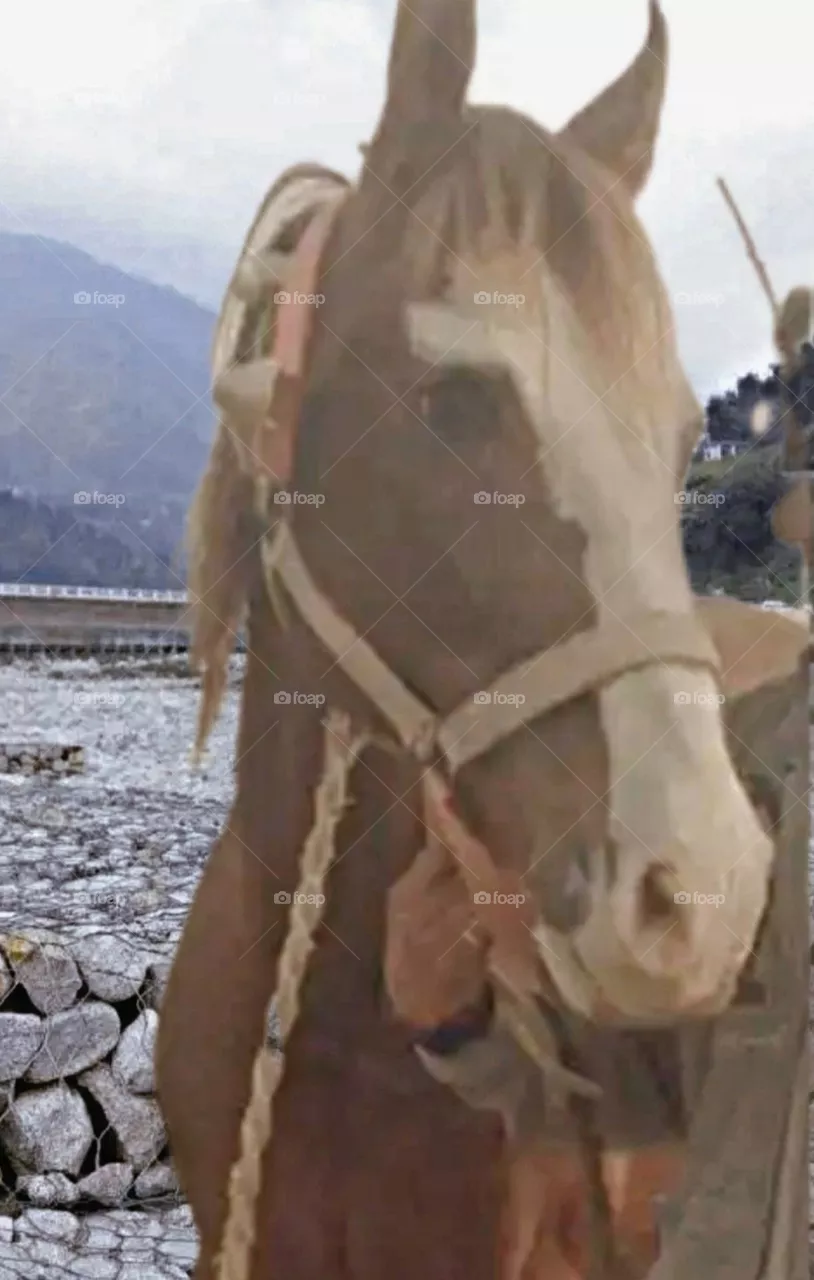 August 15th 2023 rajasthan india. my beautiful and cute horse.