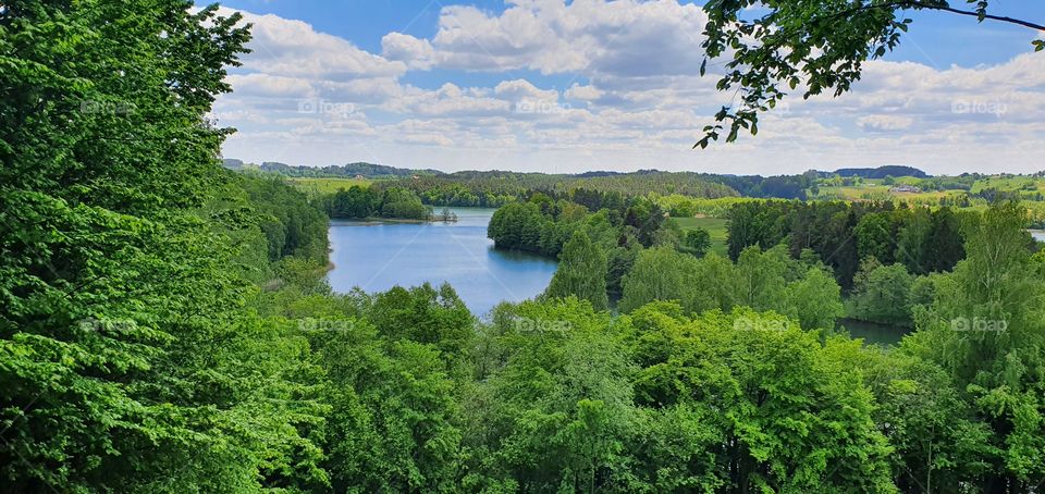 green forest and a lake in Poland