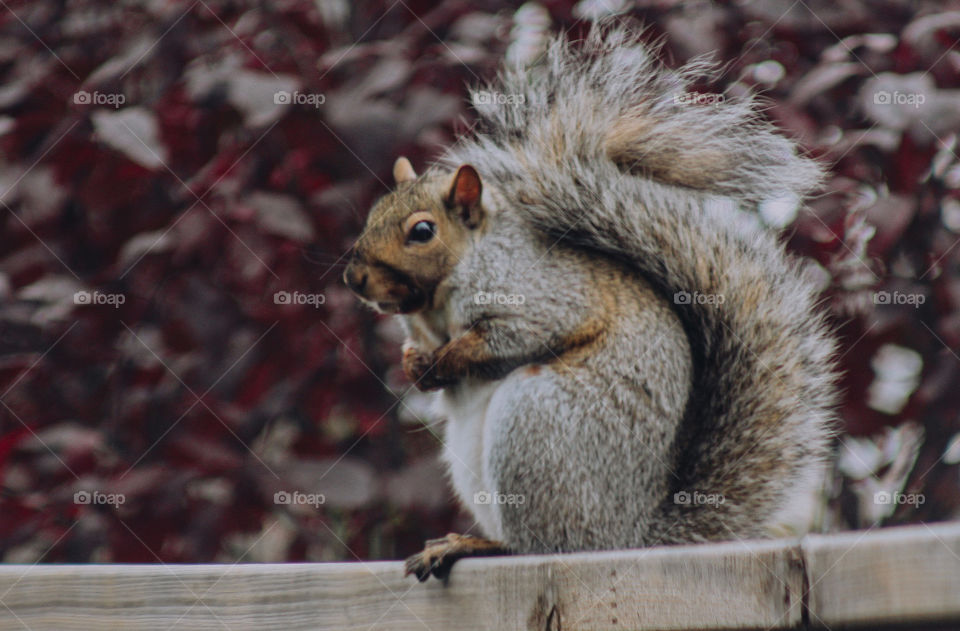Squirrel-friend 