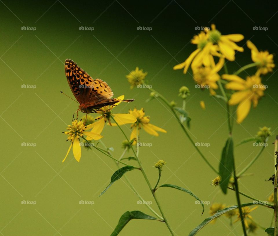 Great Spangled Fritillary Butterfly