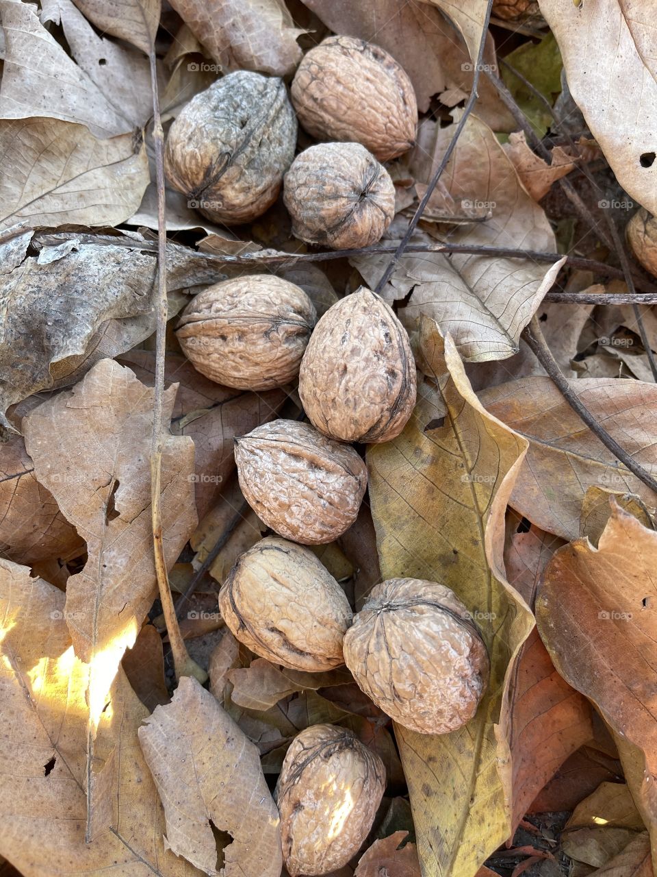 Walnuts in the woods 