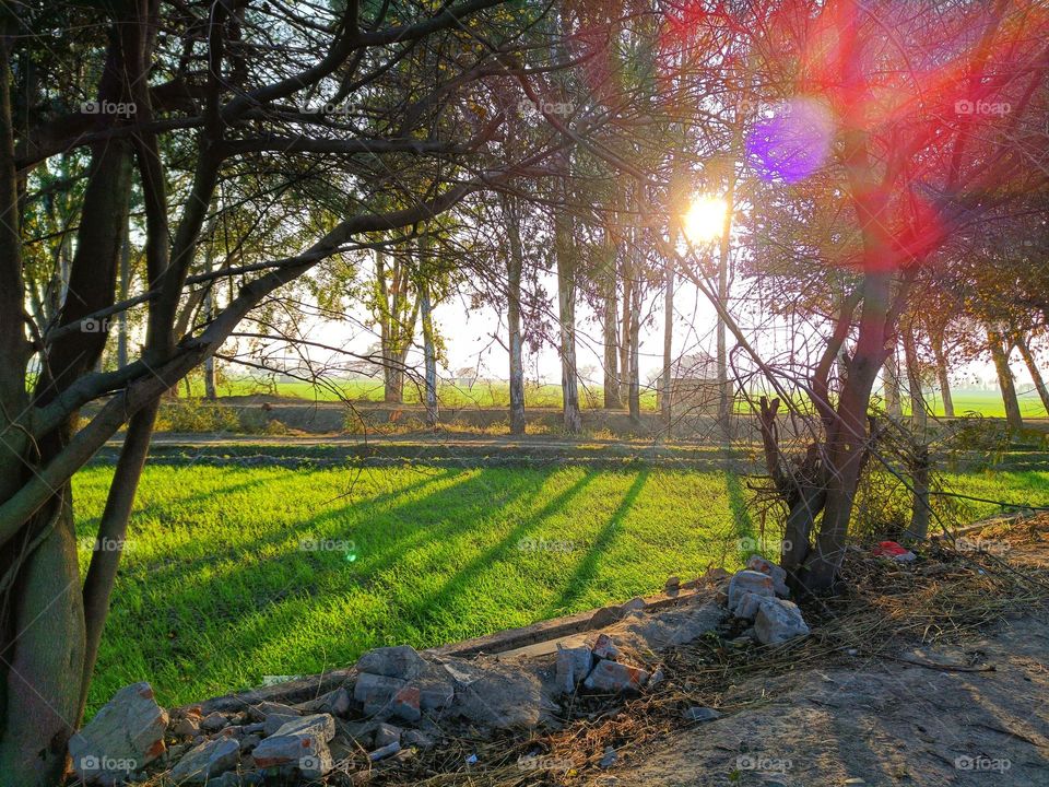 scenery of beautiful sunlight through trees on the grass.