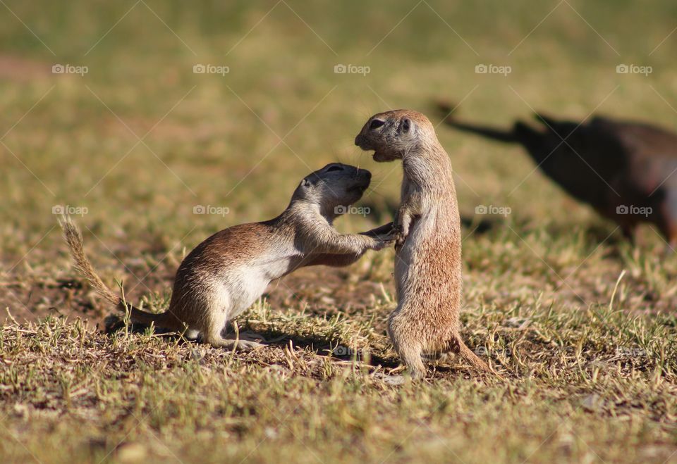 caught on the act, lover's quarrel of two ground squirrel! the guy is begging for forgiveness, but it seems like for the girl it is already over.