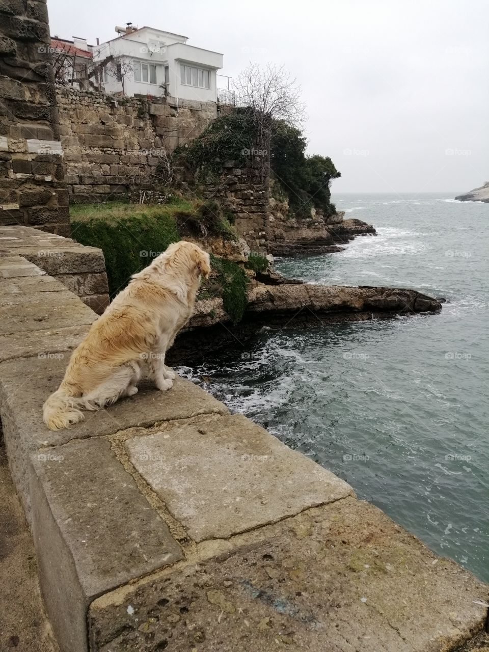 Dog, lonly, cliff, sea, bridge