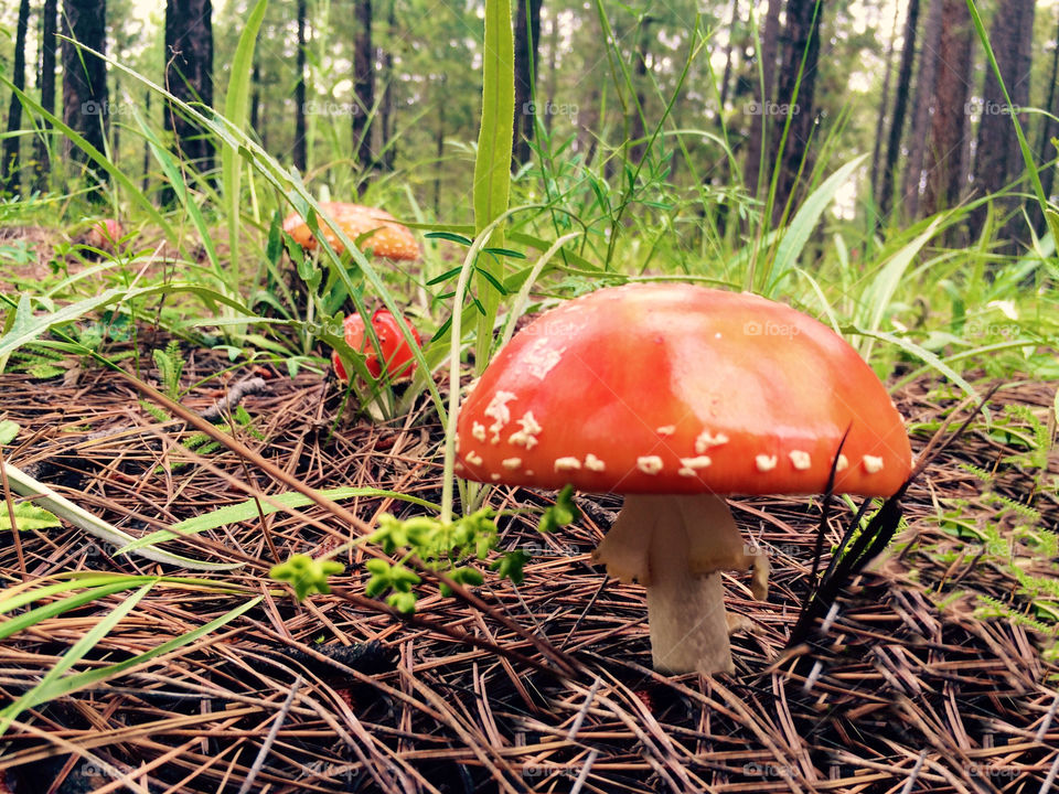 Toadstools 