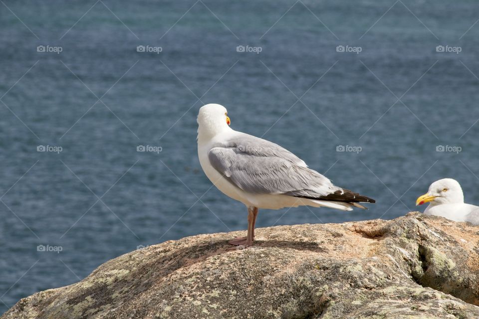 seagull on the rock