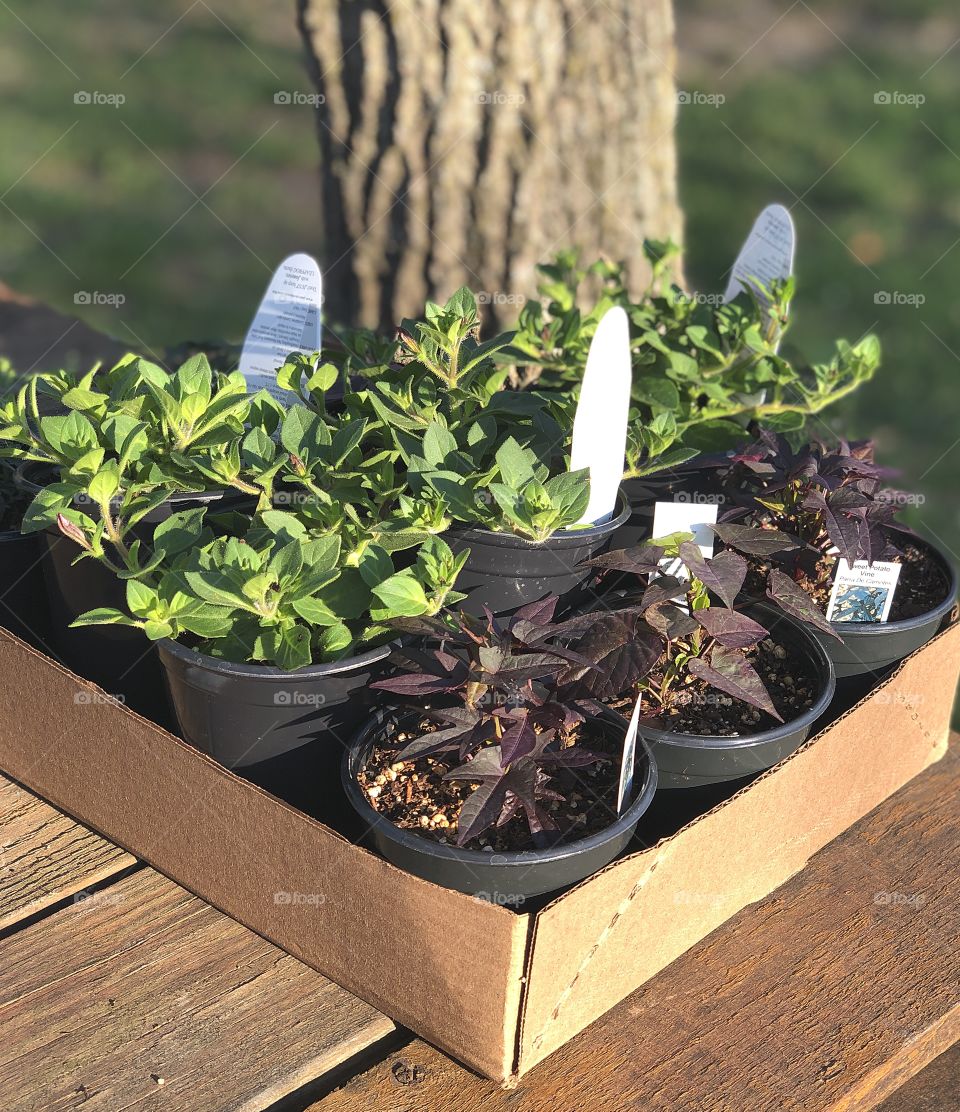 Spring time activities