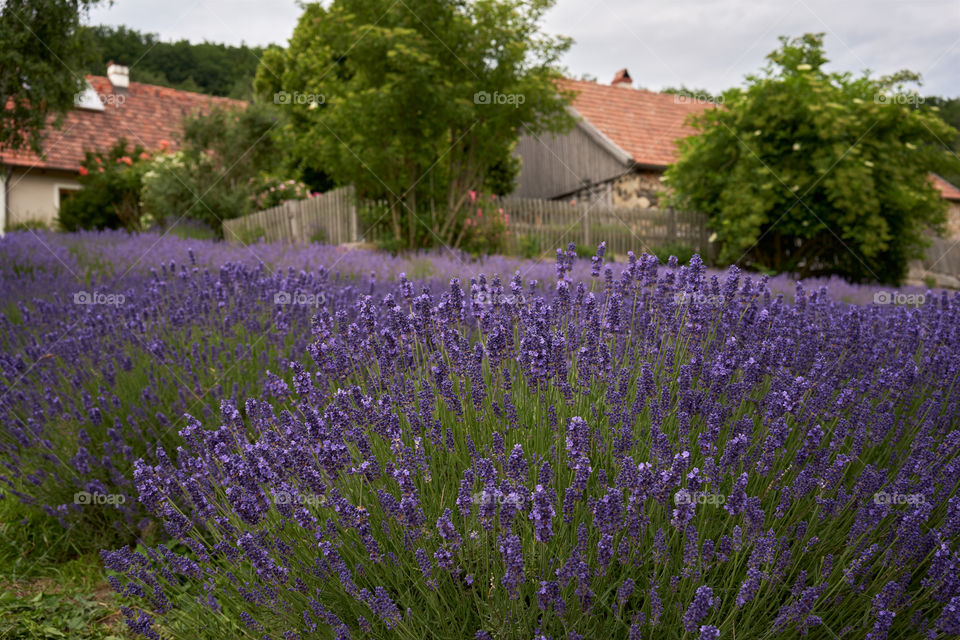 Lavender field 