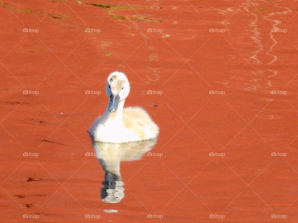 Little baby in orange reflection