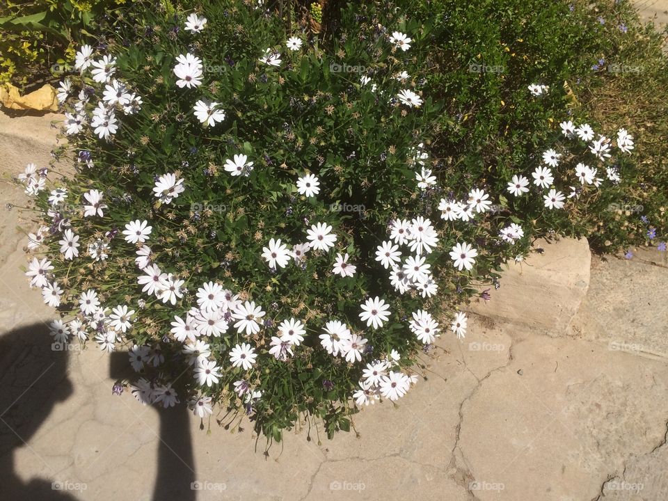 White Flowers from the Holyland