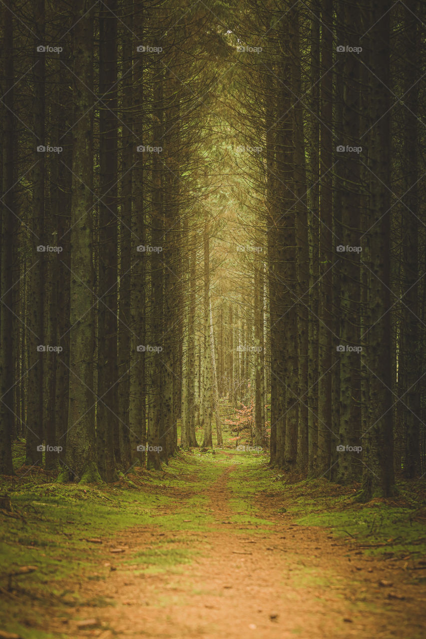 This shot is from a cold day in a local forest. The light was so beautiful, and you would get that solitude feeling without any doubt.