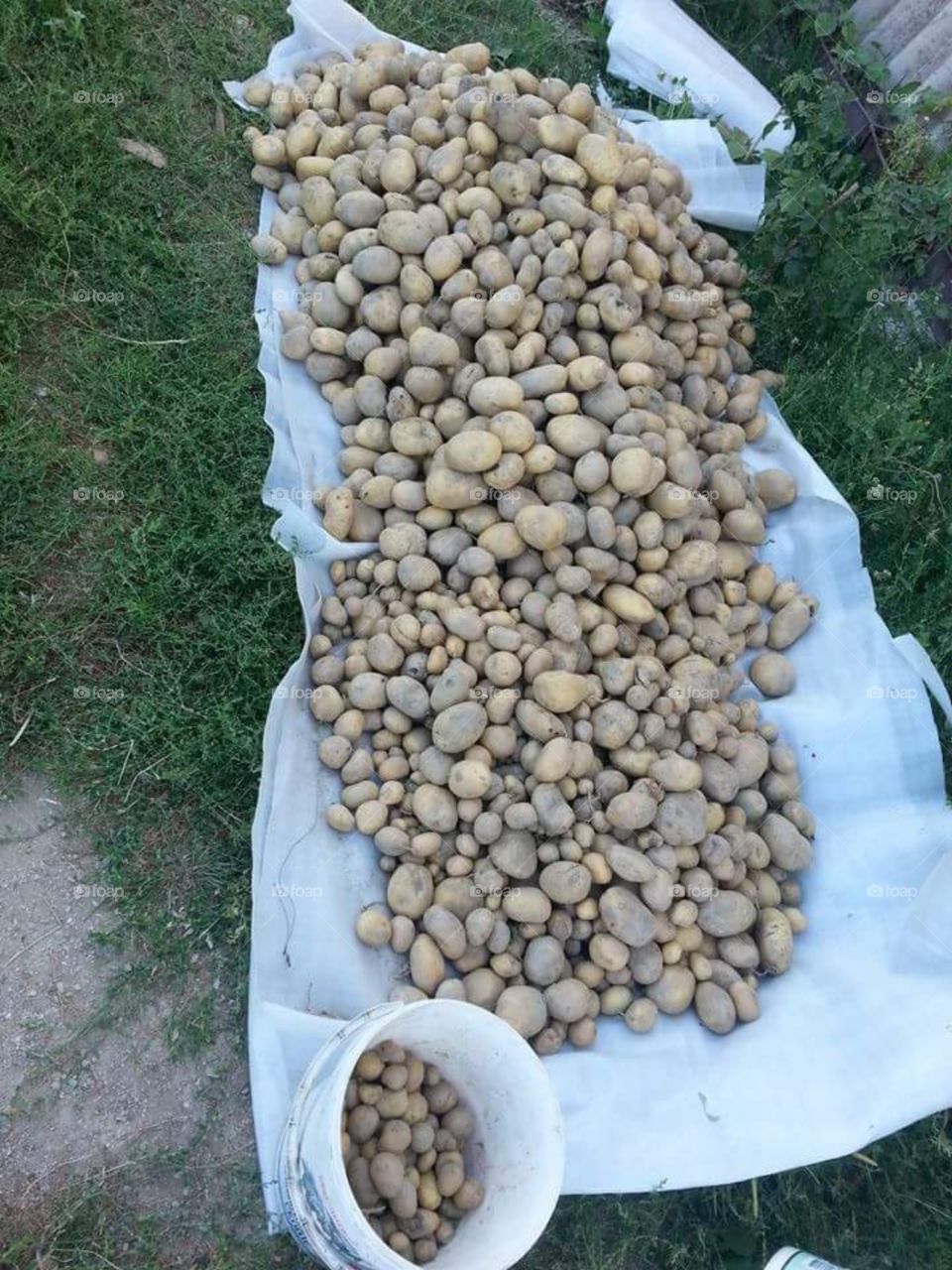 potatoes from own garden at ohrid macedonia
