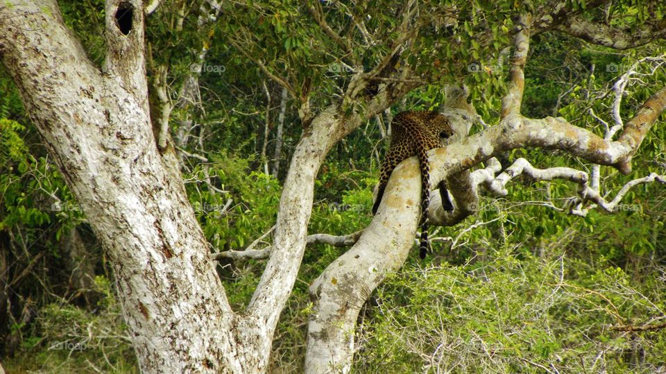 lepord Sri Lanka, Wilpaththu