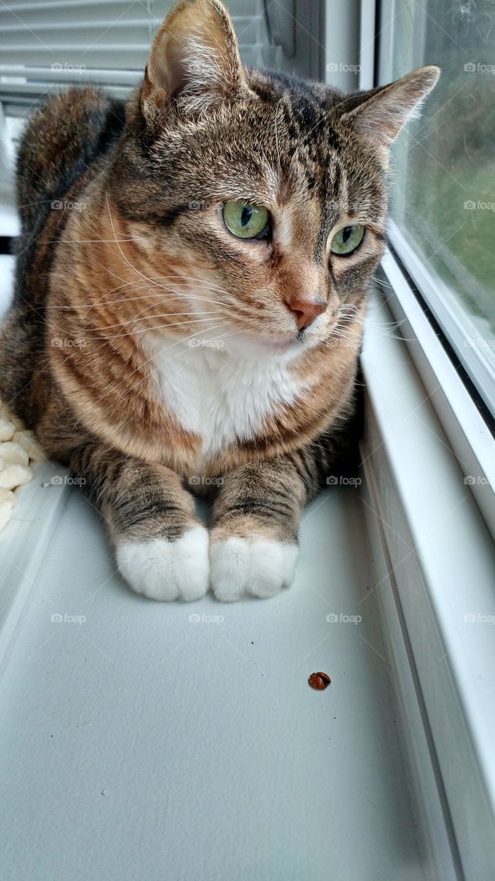 cat vs bug