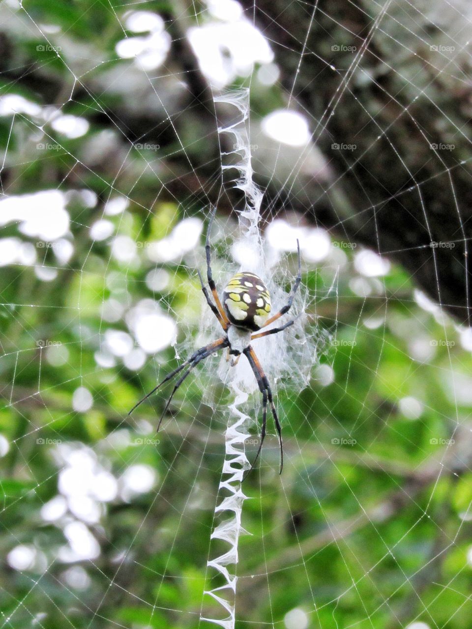spider on web outdoors