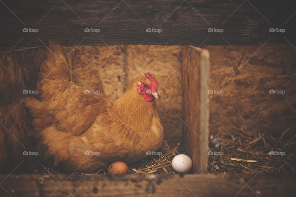 Hen laying on eggs