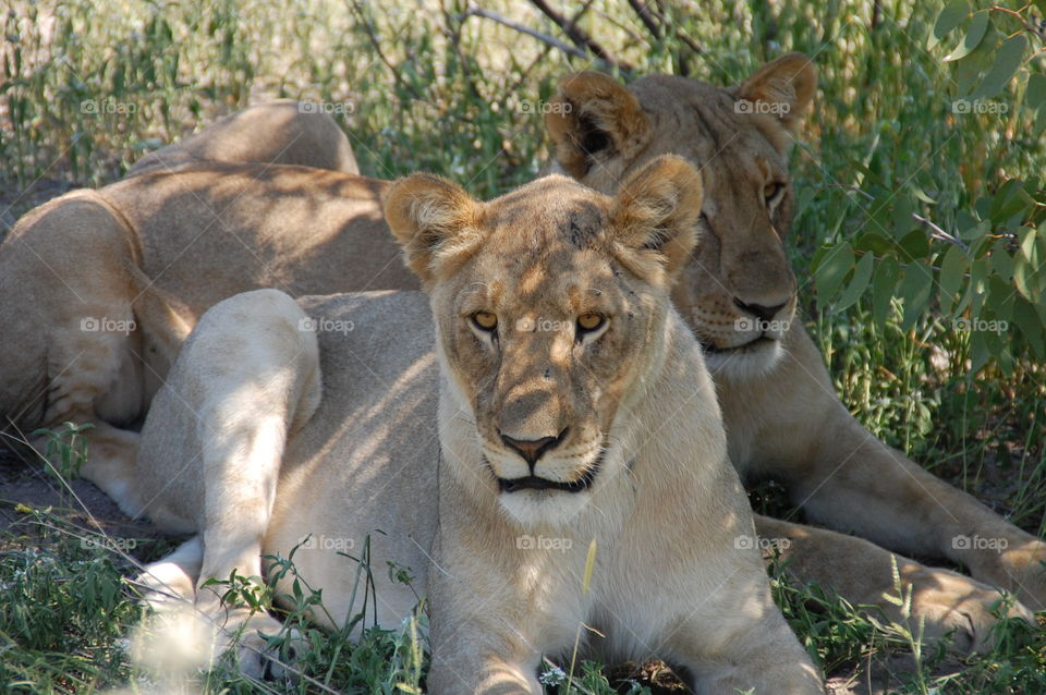 Lioness resting