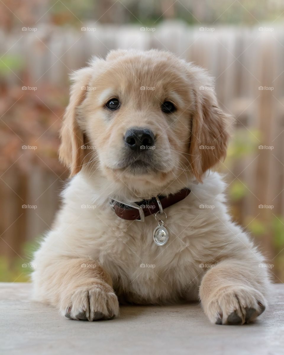 Beautiful and cute dog