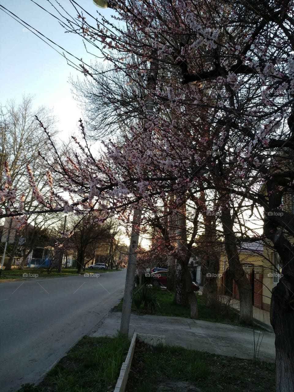 вишня в цвету