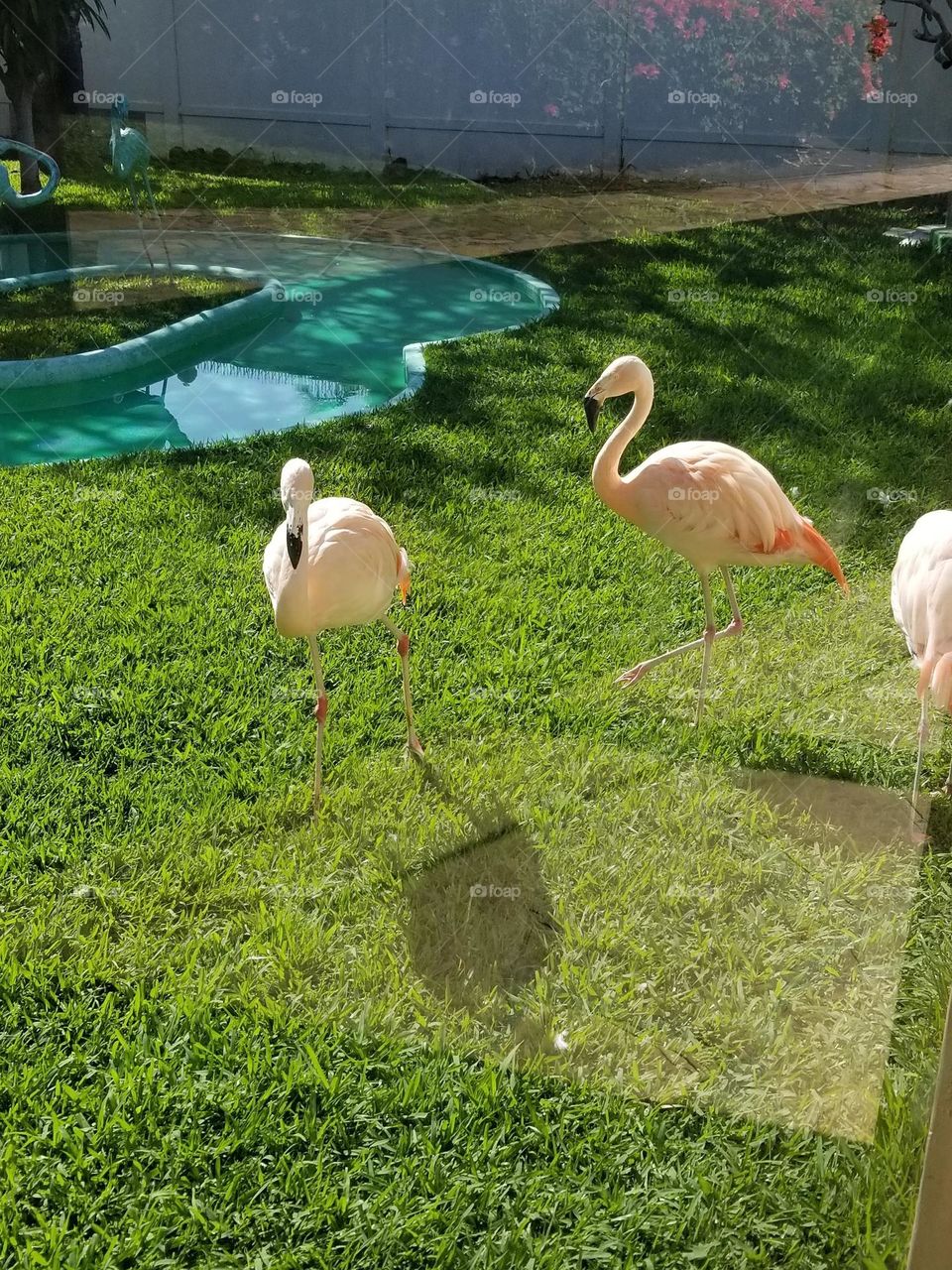 flamingo