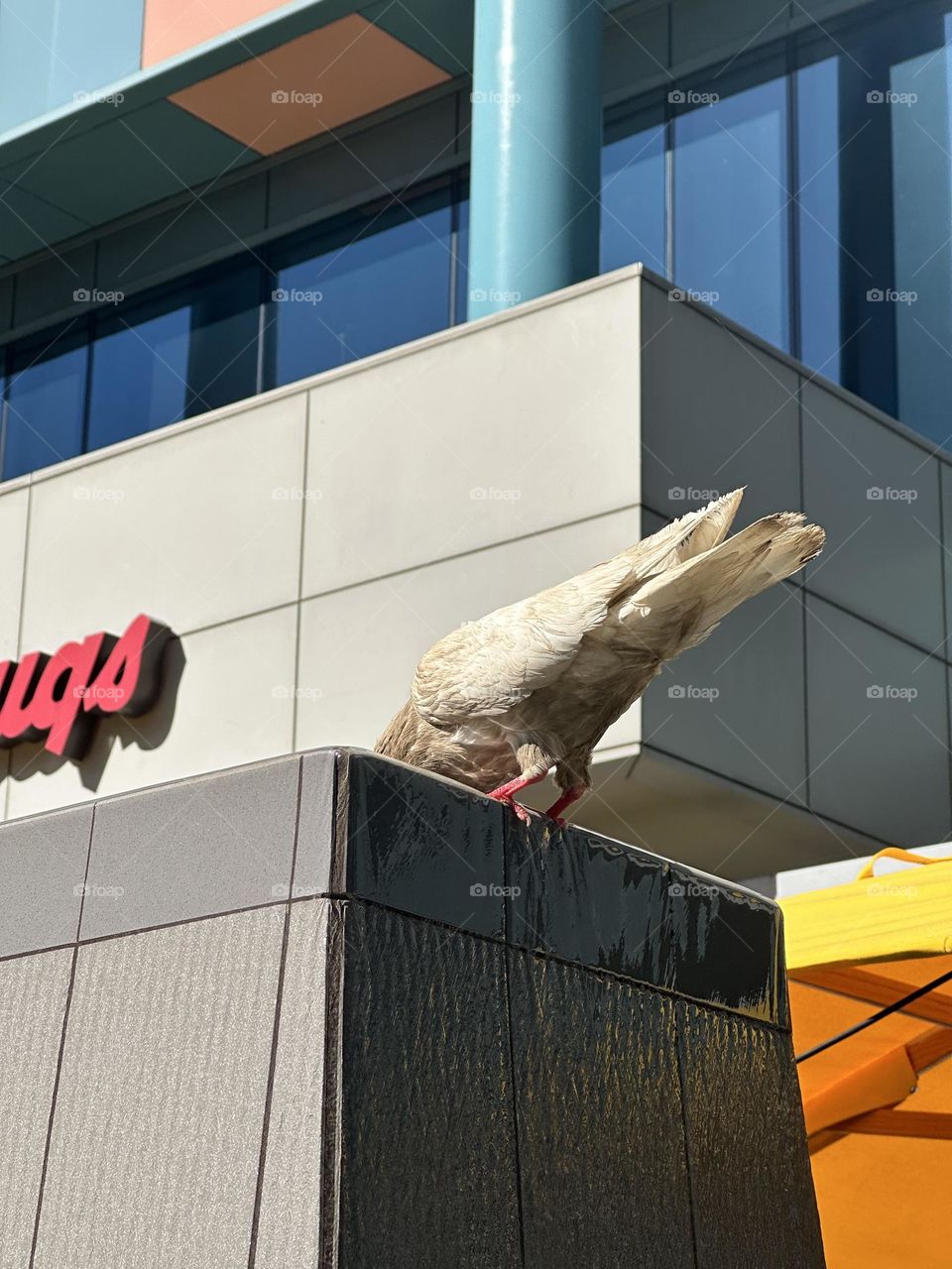 White and tan pigeon drinking in water feature fountain in front of Longs Drugs in high rise building 