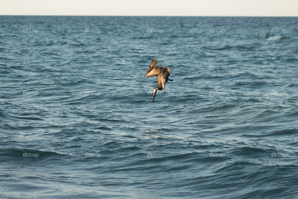 pelican hunting