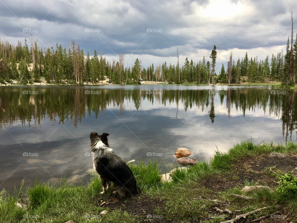 Sis loves the outdoors more than anyone in our family. She loves to go fishing. It is hard to get her to leave the lake. She is a sweet kind gentle pet.