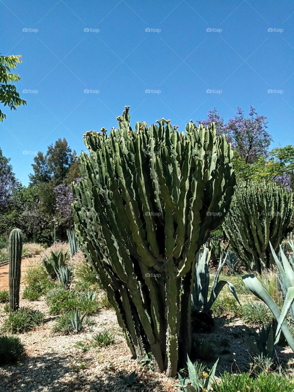 Cactus