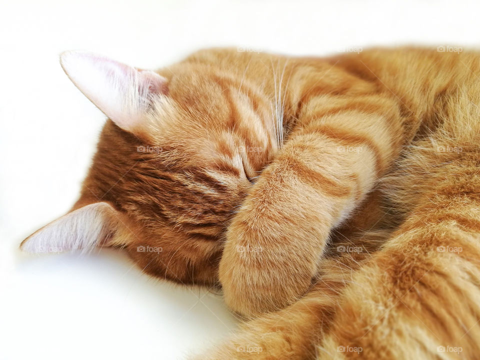 Cat sleeping. Ginger cat sleeping on white background.