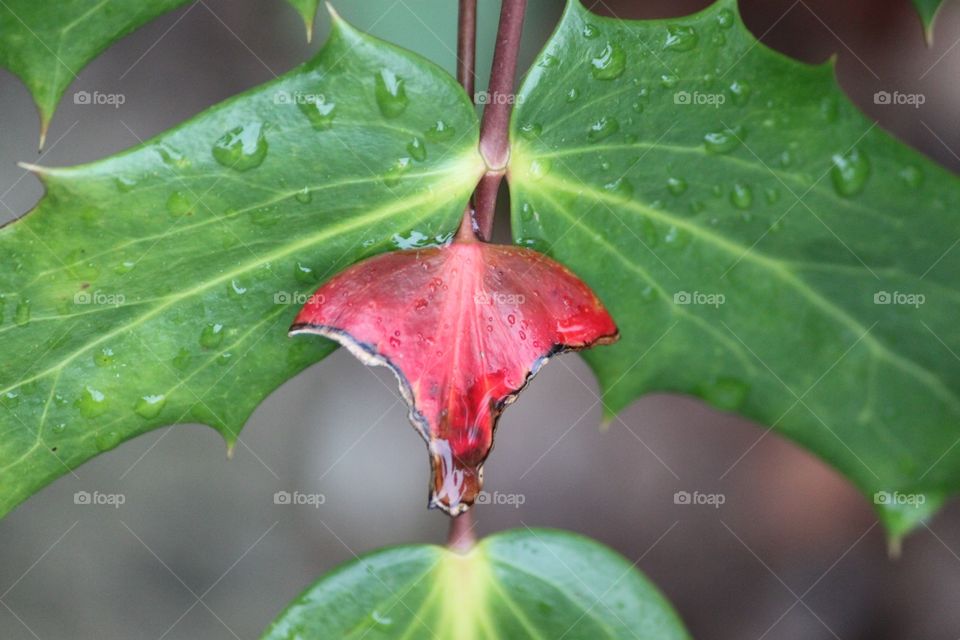 Close-up of leaf with water drop