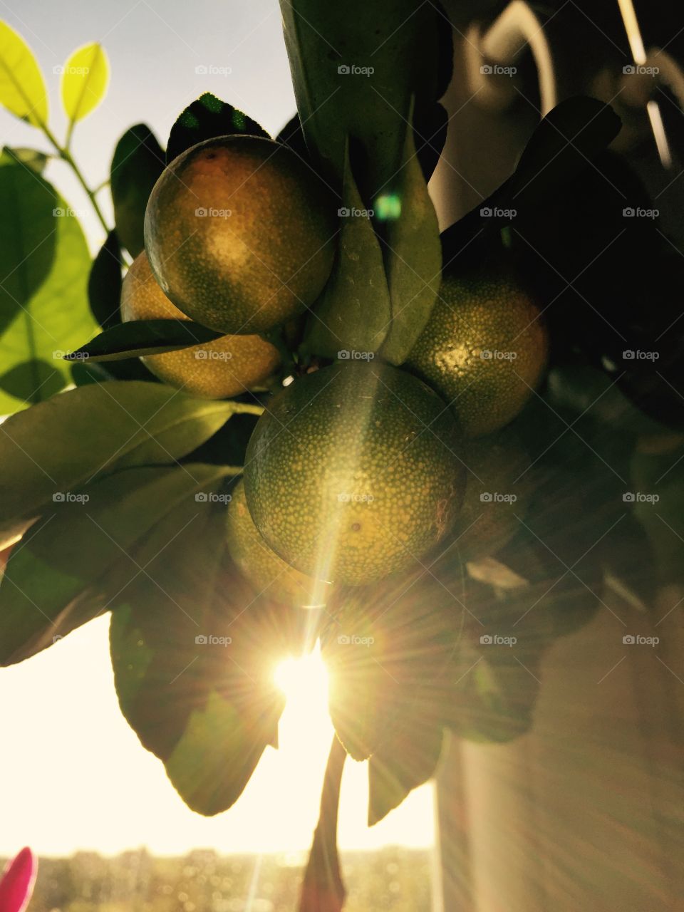 Mandarin in the sun