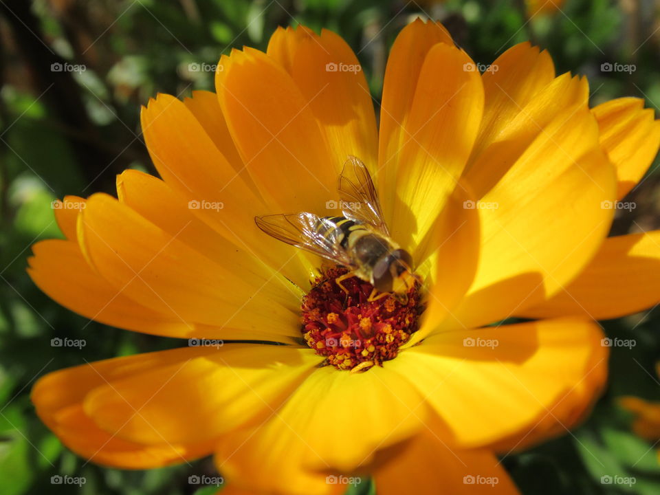 autumn kiss after a hot summer, a bee flies collects nectar, winter is coming winter