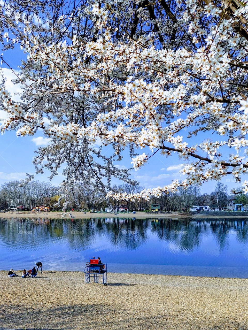 Spring landscape.  Beautiful sunny day by the lake.  A branch of a tree in bloom.