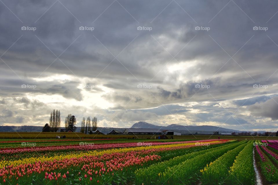 Tulip field