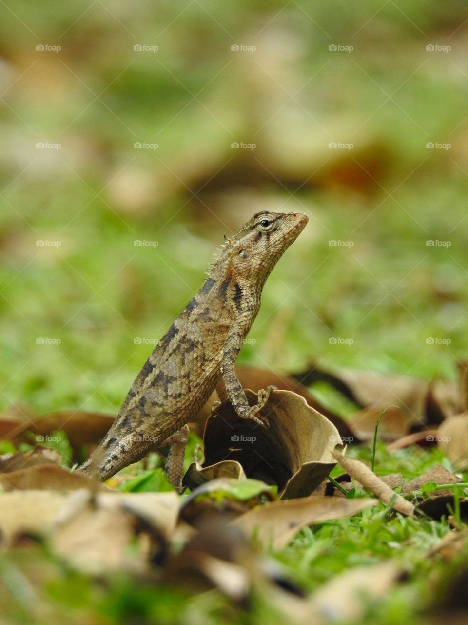 Garden Lizard