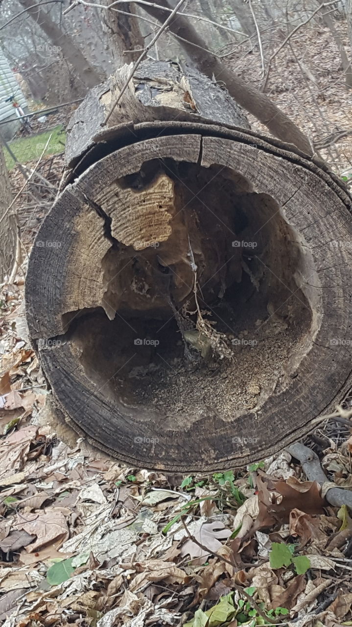 dead tree
