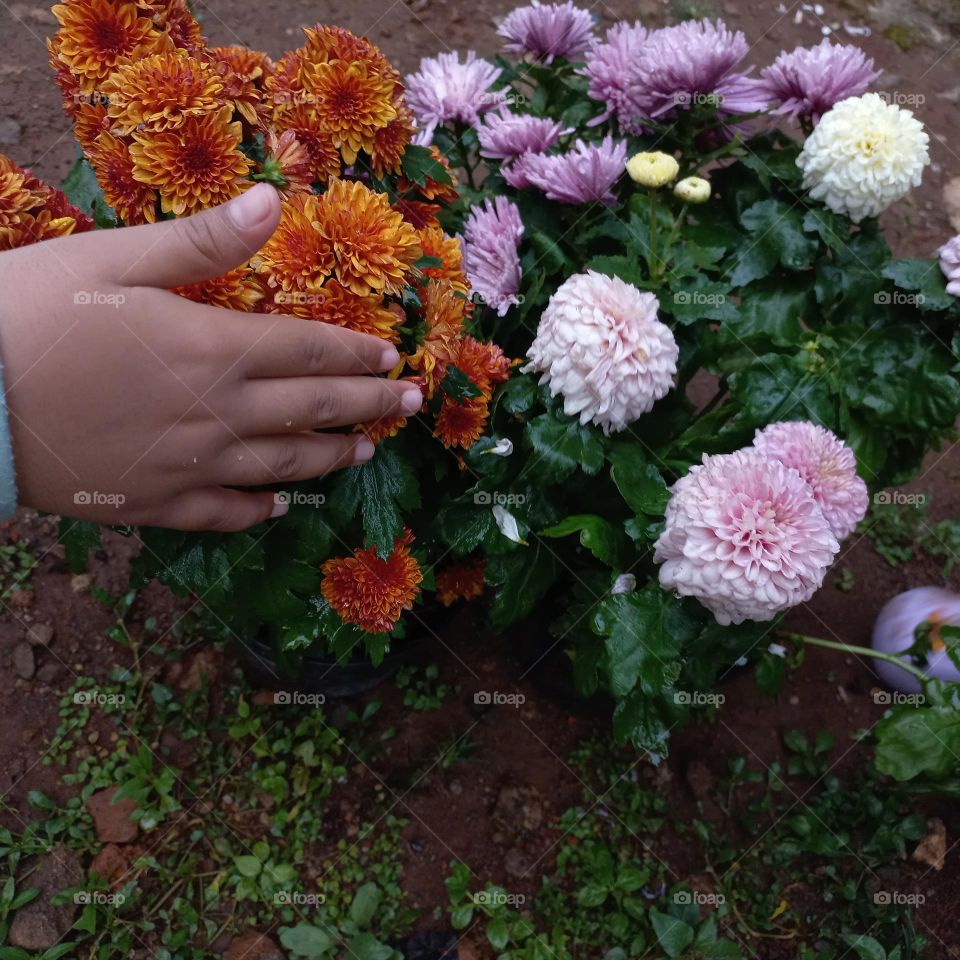 Chrysanthemum is a type of flowering plant that is often grown as an ornamental plant