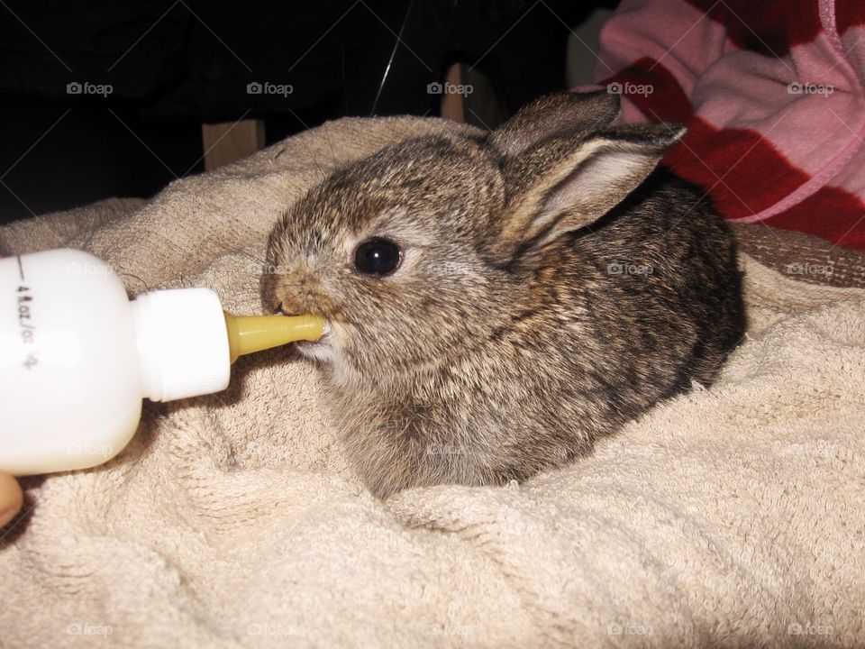 Rabbit baby being fed by bottle