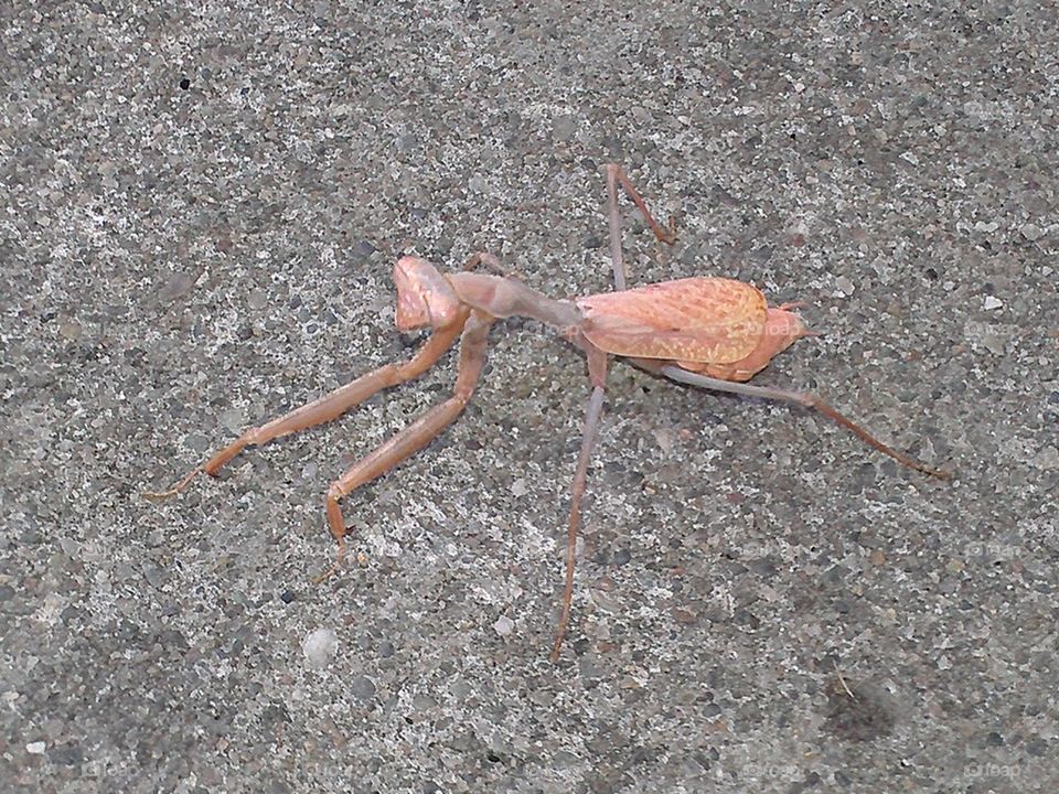 praying mantis
