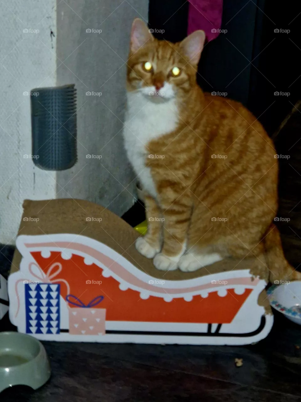 cat yellow eye on the sleigh  schreching post