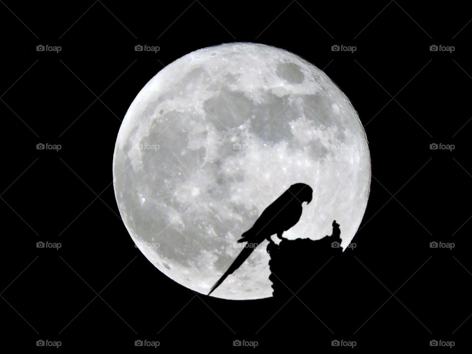 silhouette parrot bird moon dark night