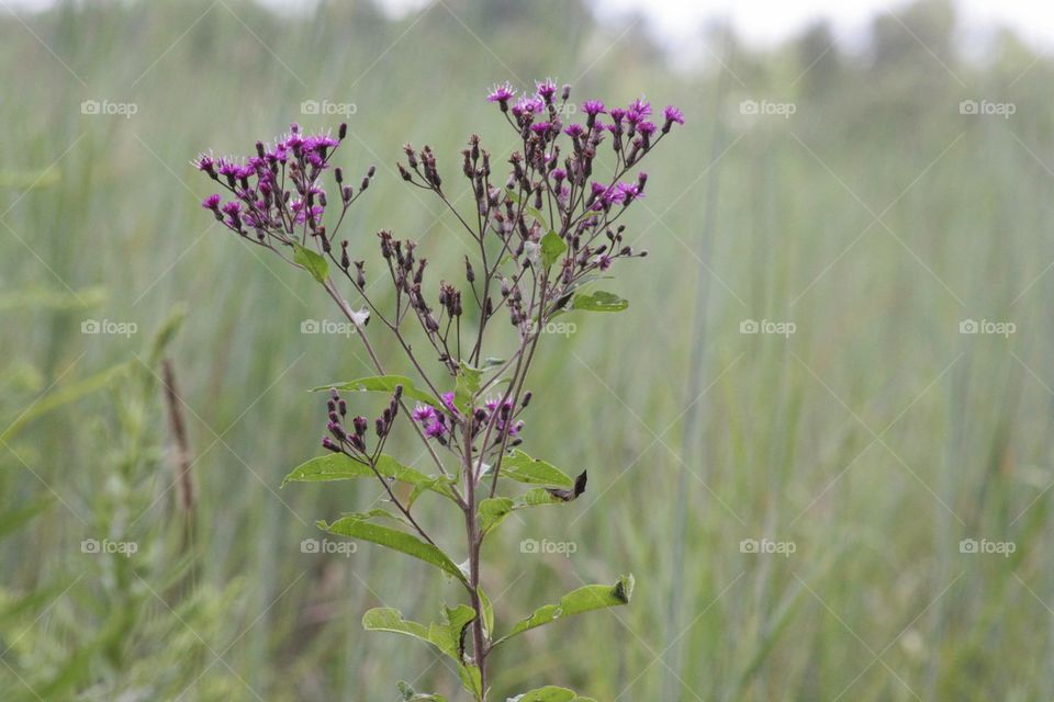 Purple flower green plant Purple pretty smell filed fresh