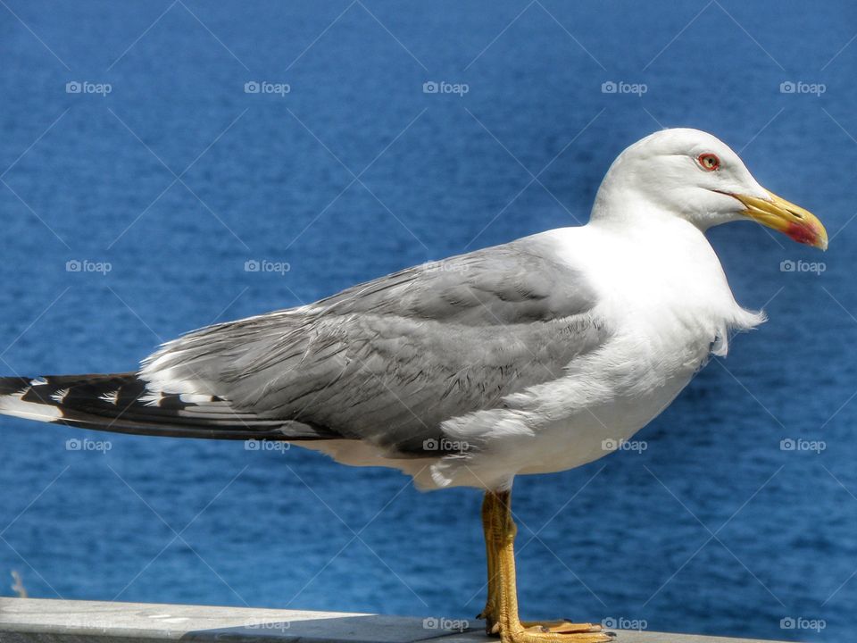 gull