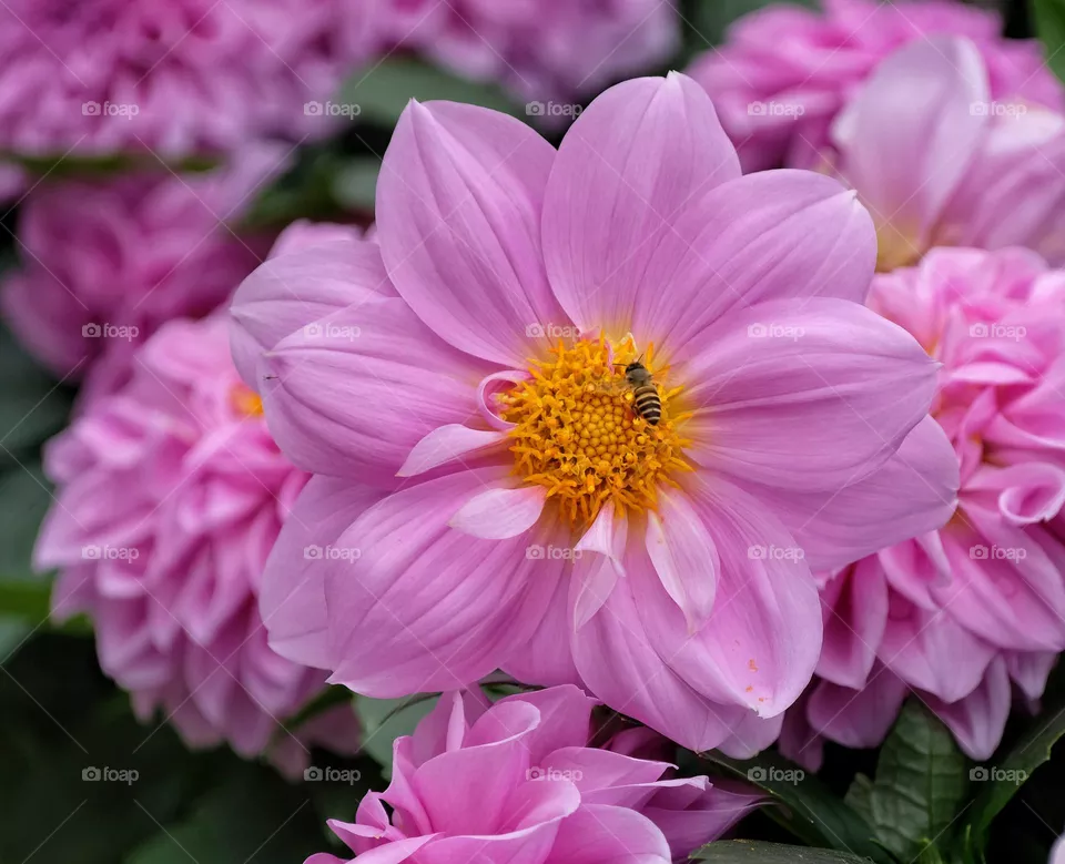 pink flowers with bee