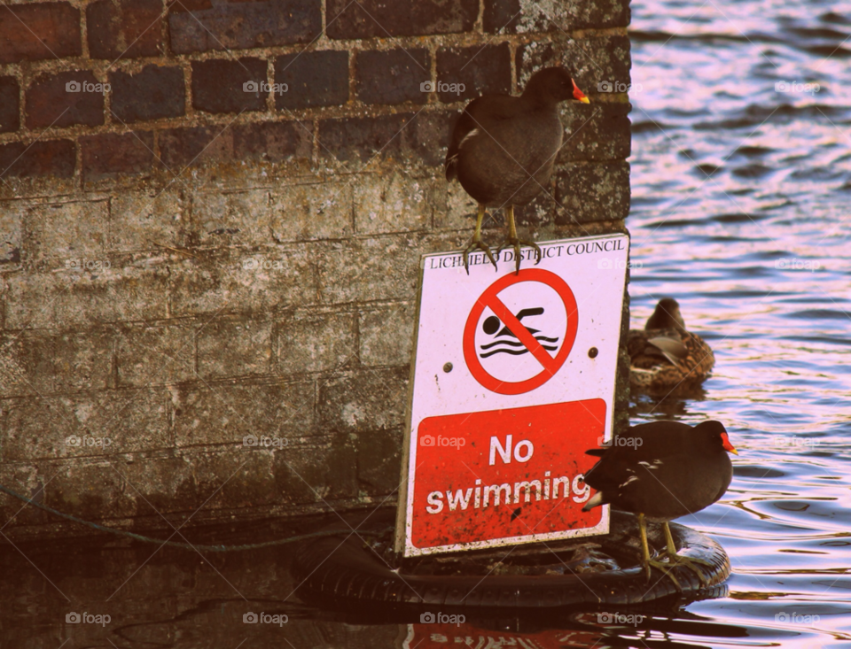 lichfield sign ducks pool by OJMitchell