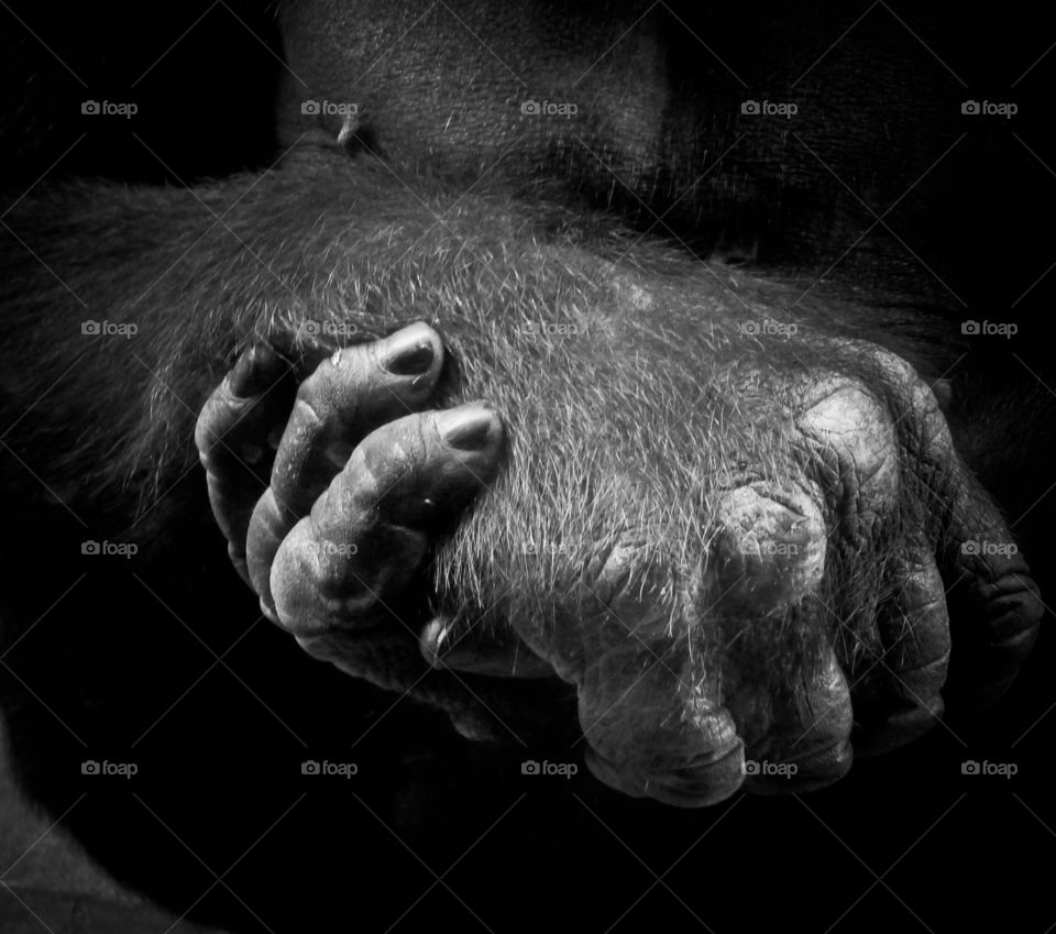 The hands of a giant Gorilla 