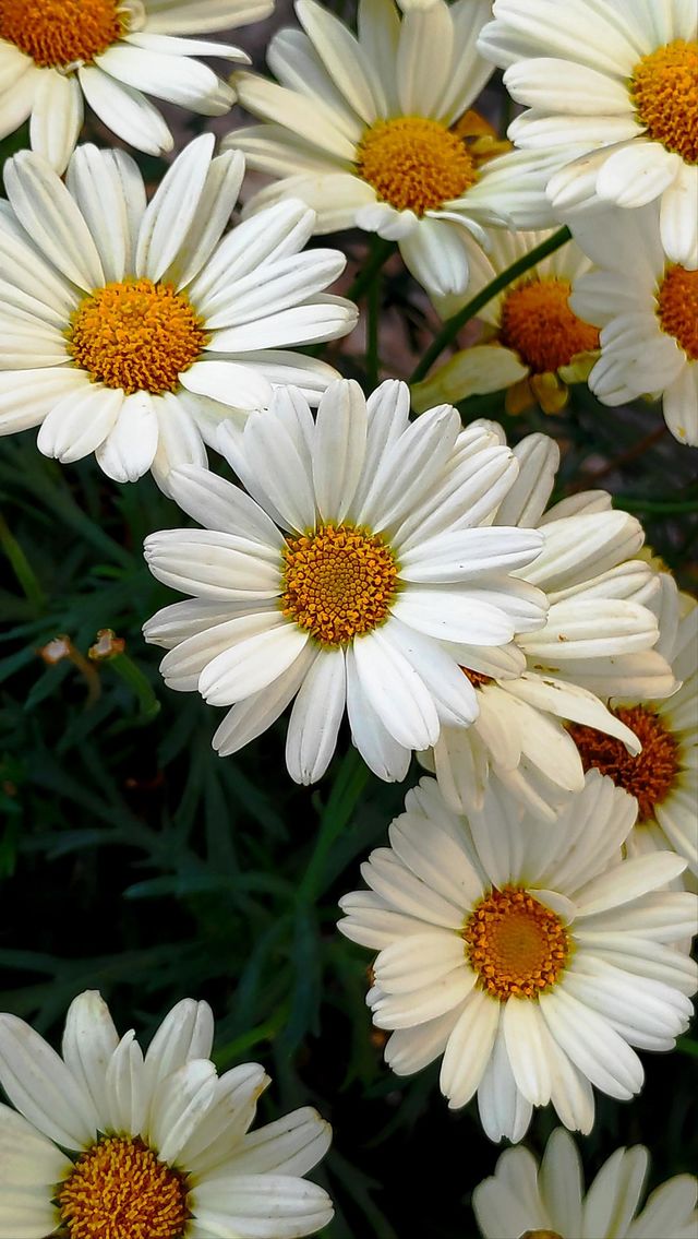 Daisies garden.